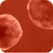 Cardiomyocytes Cardiomyocytes