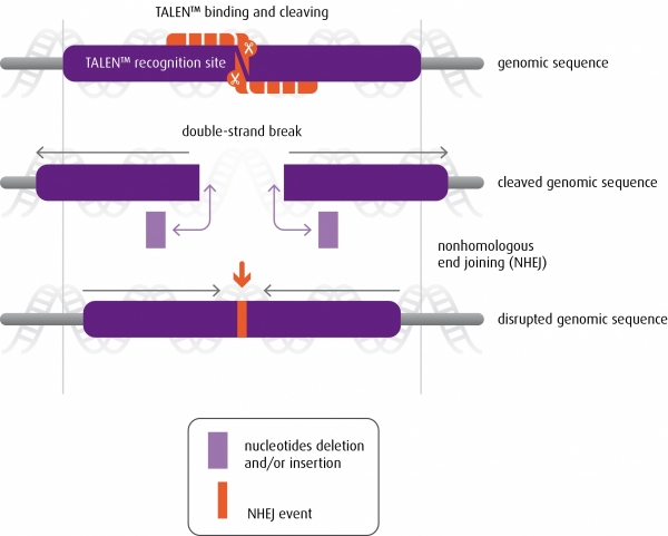Gene knock-out induced by TALEN™ Sure KO™ Gene knock-out induced by TALEN™ Sure KO