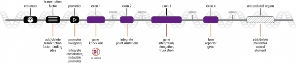TALEN™ gene editing projects TALEN™ gene editing projects